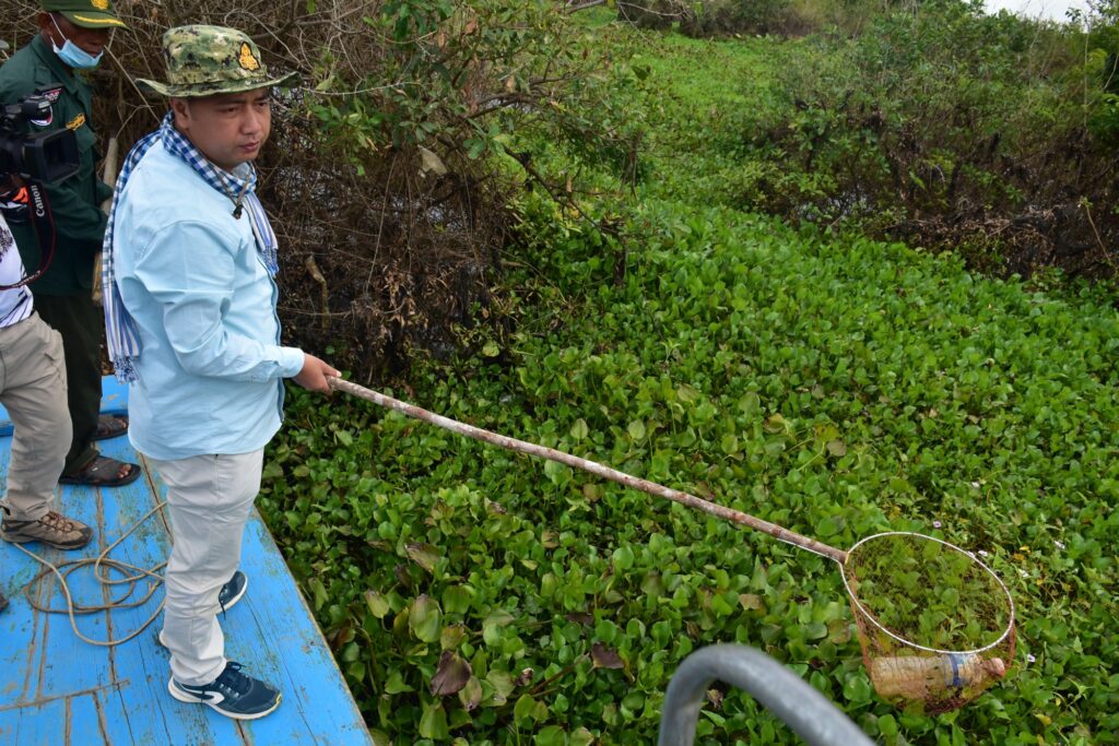 A man uses a long net to lift plastic from water hyacinth